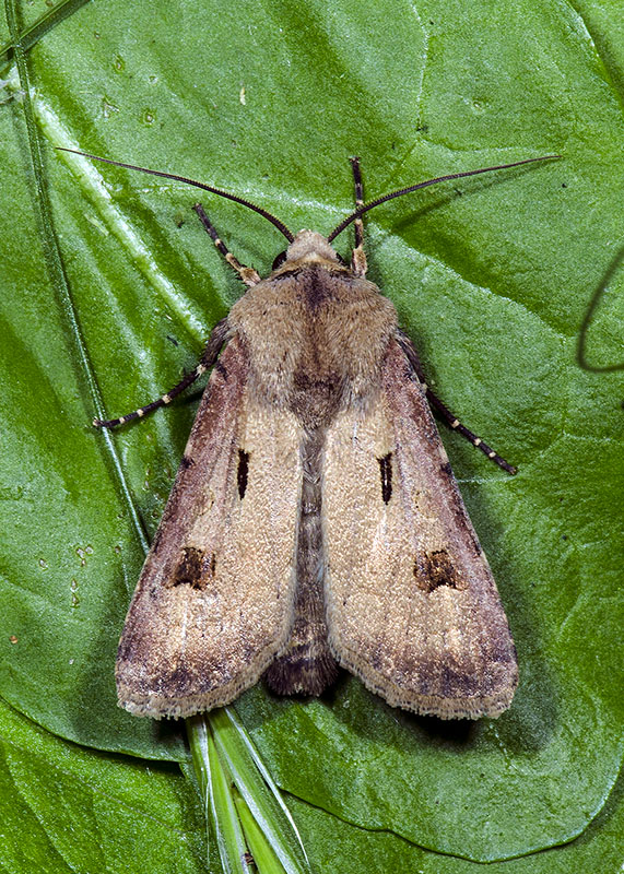 Agrotis exclamationis, Noctuidae